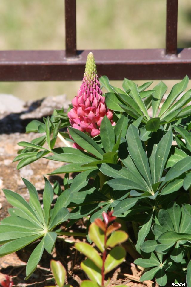 lupinus